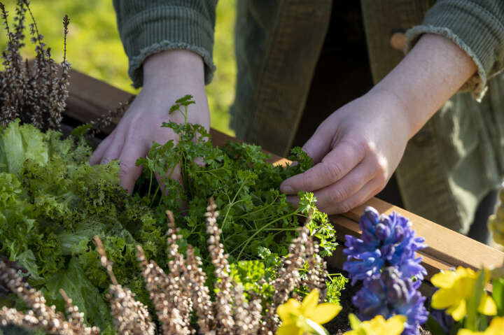 dobar Hochbeet Florenz mit erhöhter Ablage